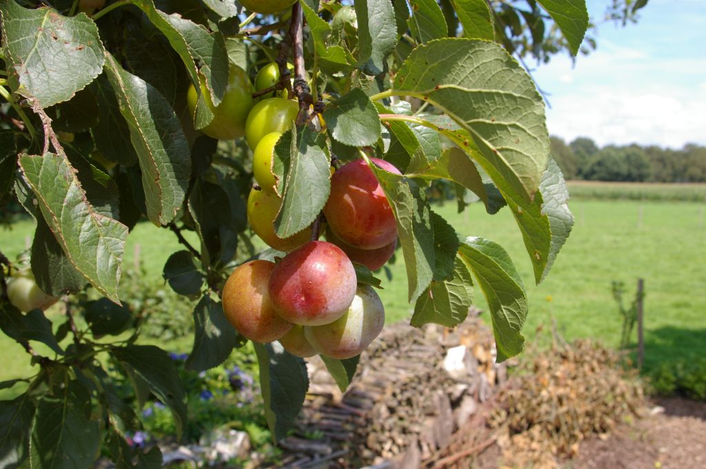 appelboomgaard-de-dimmendael-laren-gelderland
